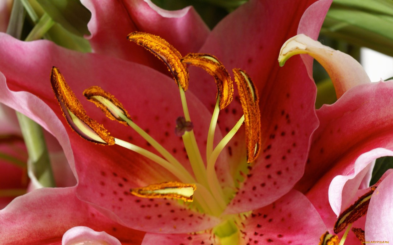 Лилия ред Флауэр