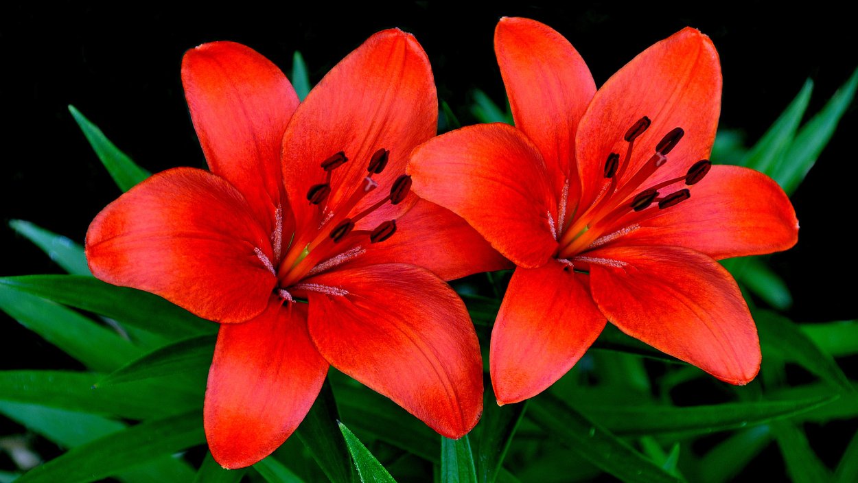Лилии красные