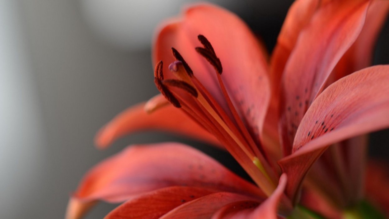 Лилия Акколейд