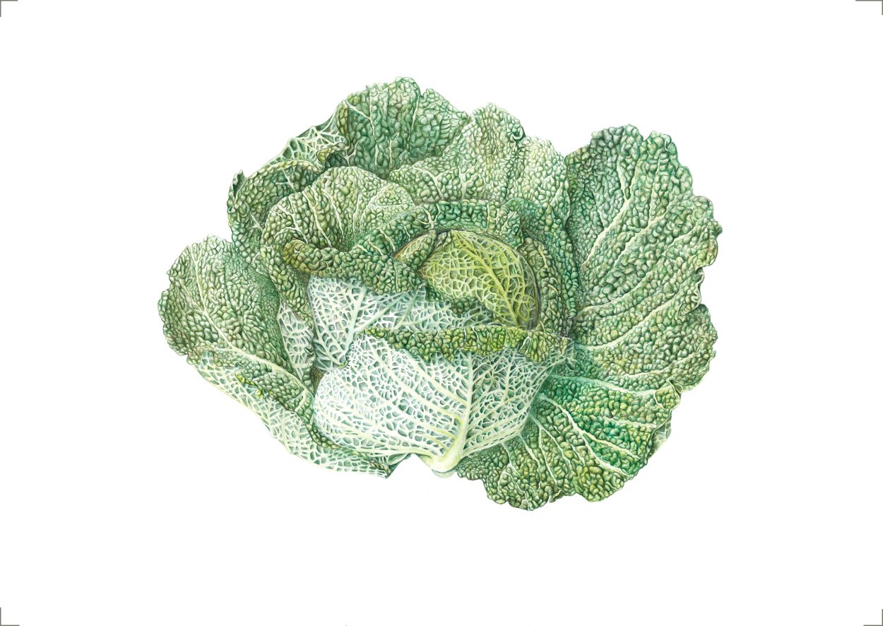 Савойская капуста рисунок