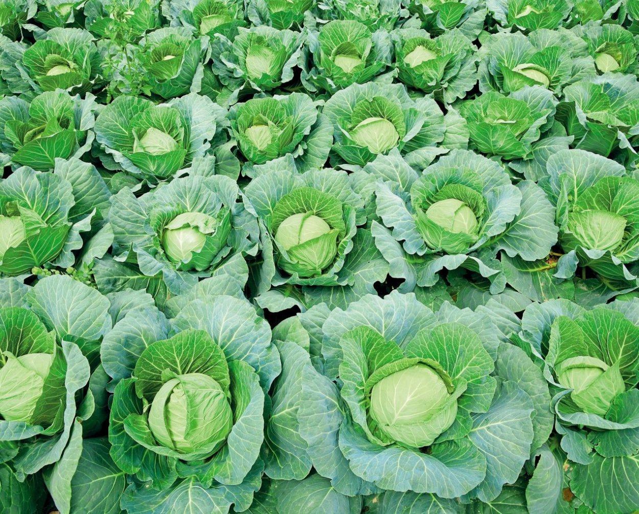 Капуста белокочанная Триумф