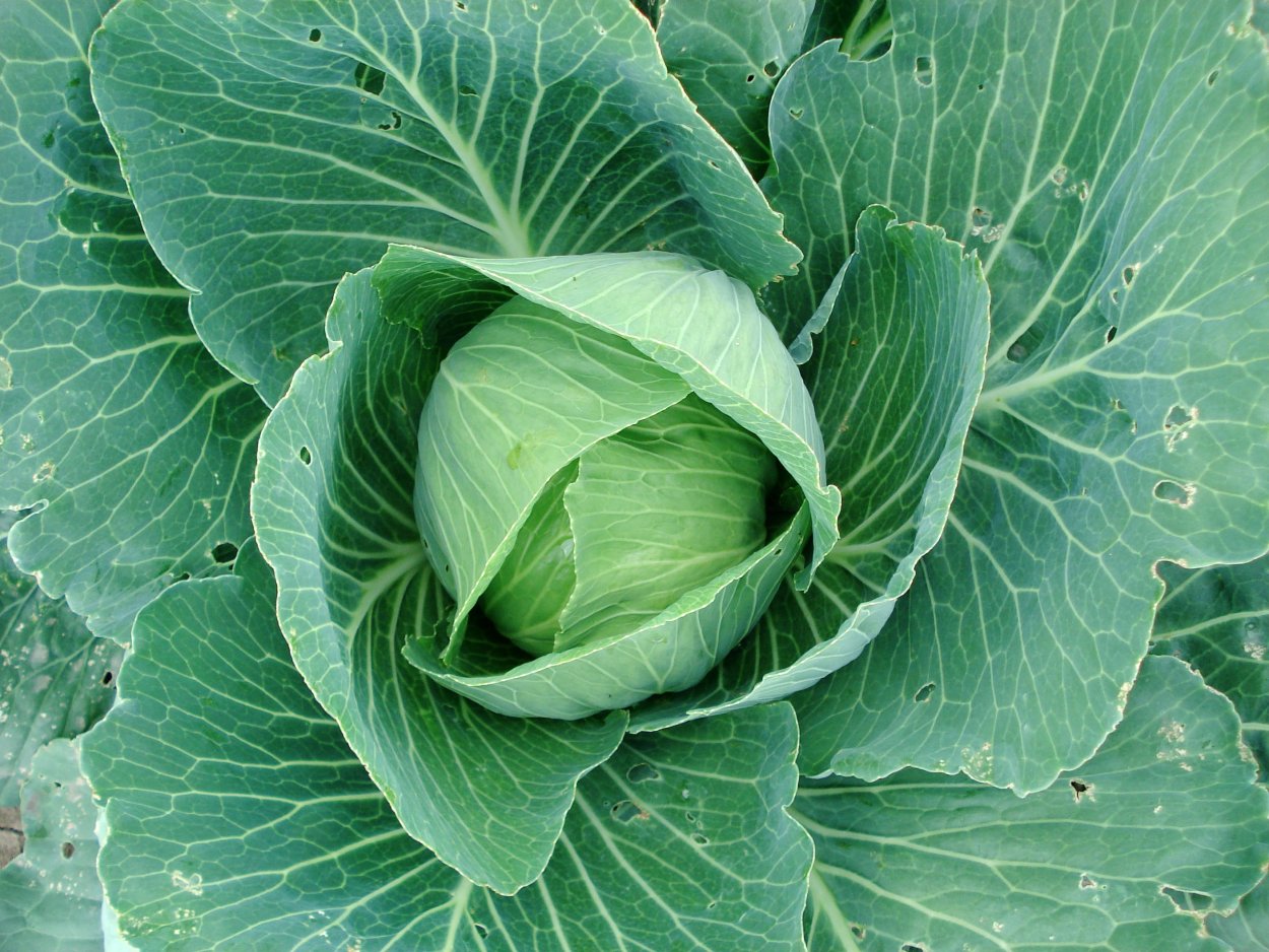 Brassica oleracea - капуста Огородная
