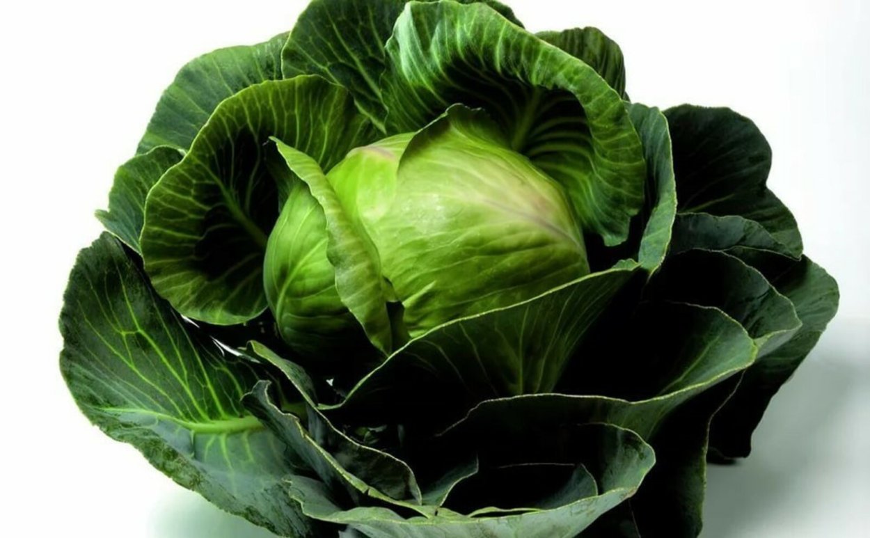 Капуста белокочанная