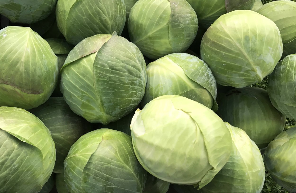 Капуста белокочанная Виннер