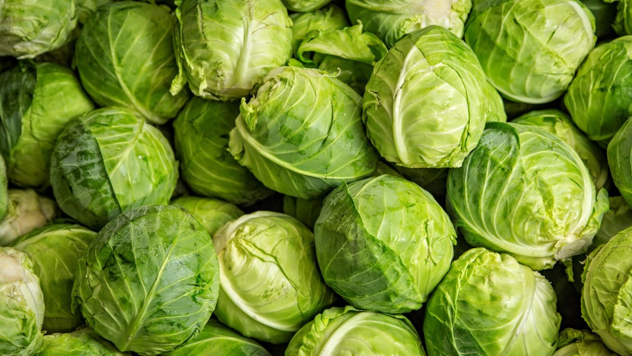 Капуста обои