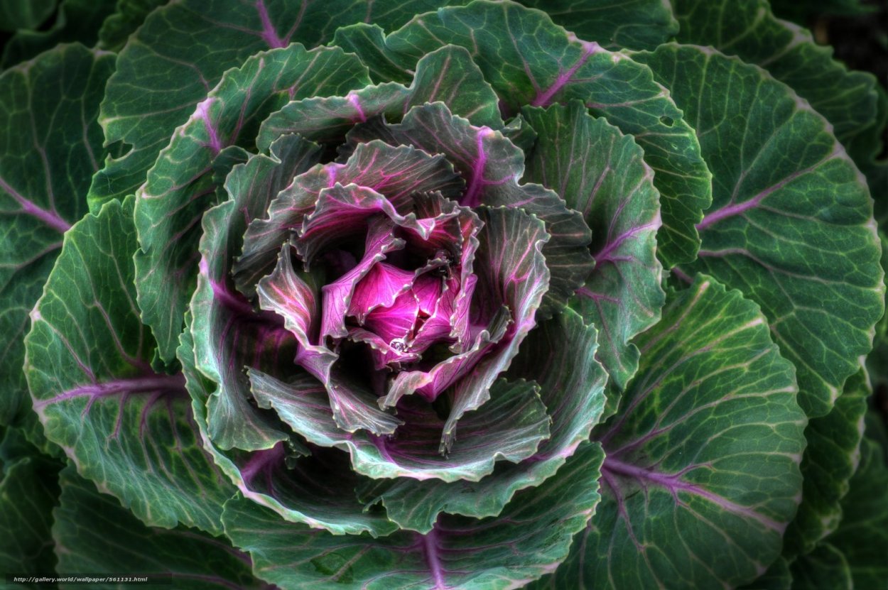 Капуста Огородная