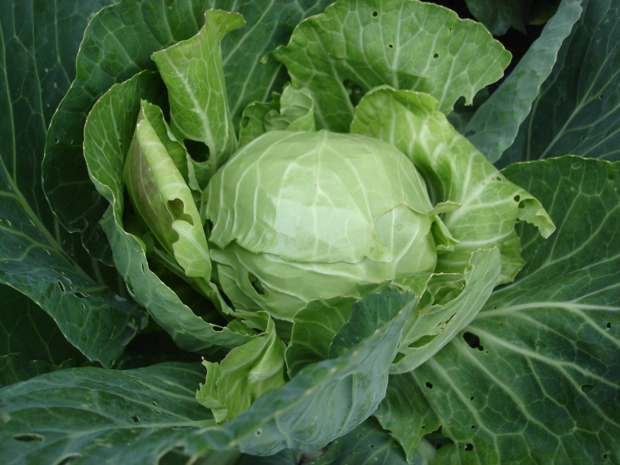 Капуста семейство крестоцветные