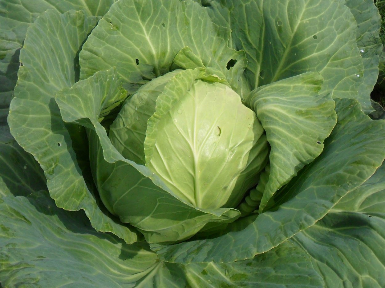 Кочан белокочанной капусты