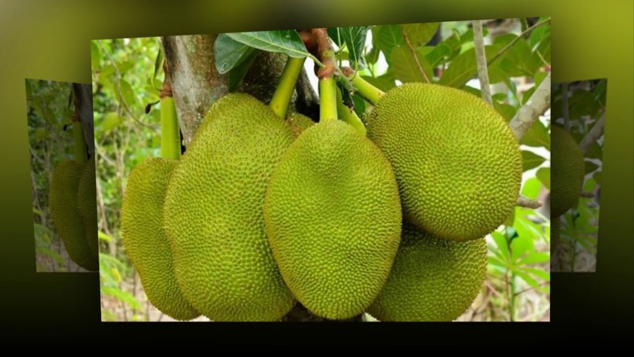 Пальма хлебного дерева