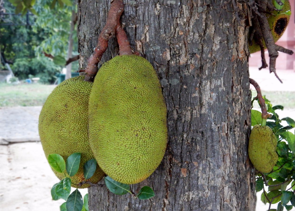 Фрукт джекфрут