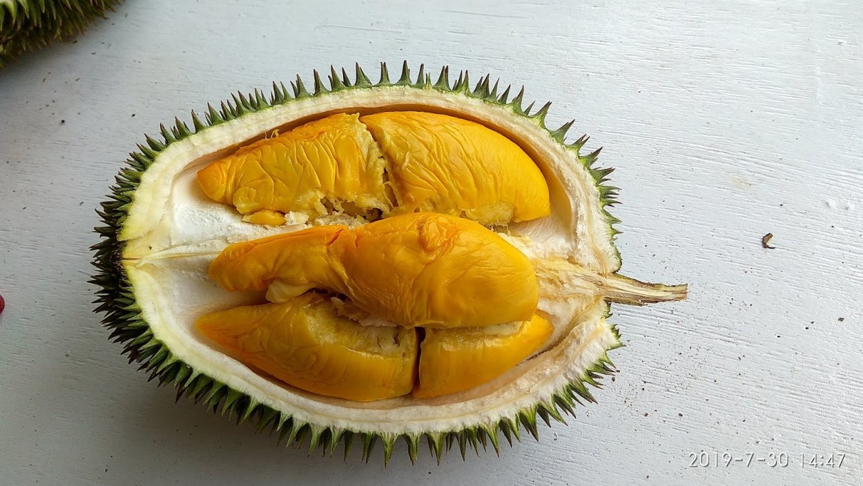 Хлебное дерево