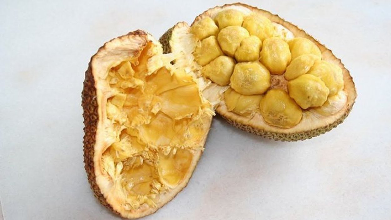 Самый большой джекфрут в мире