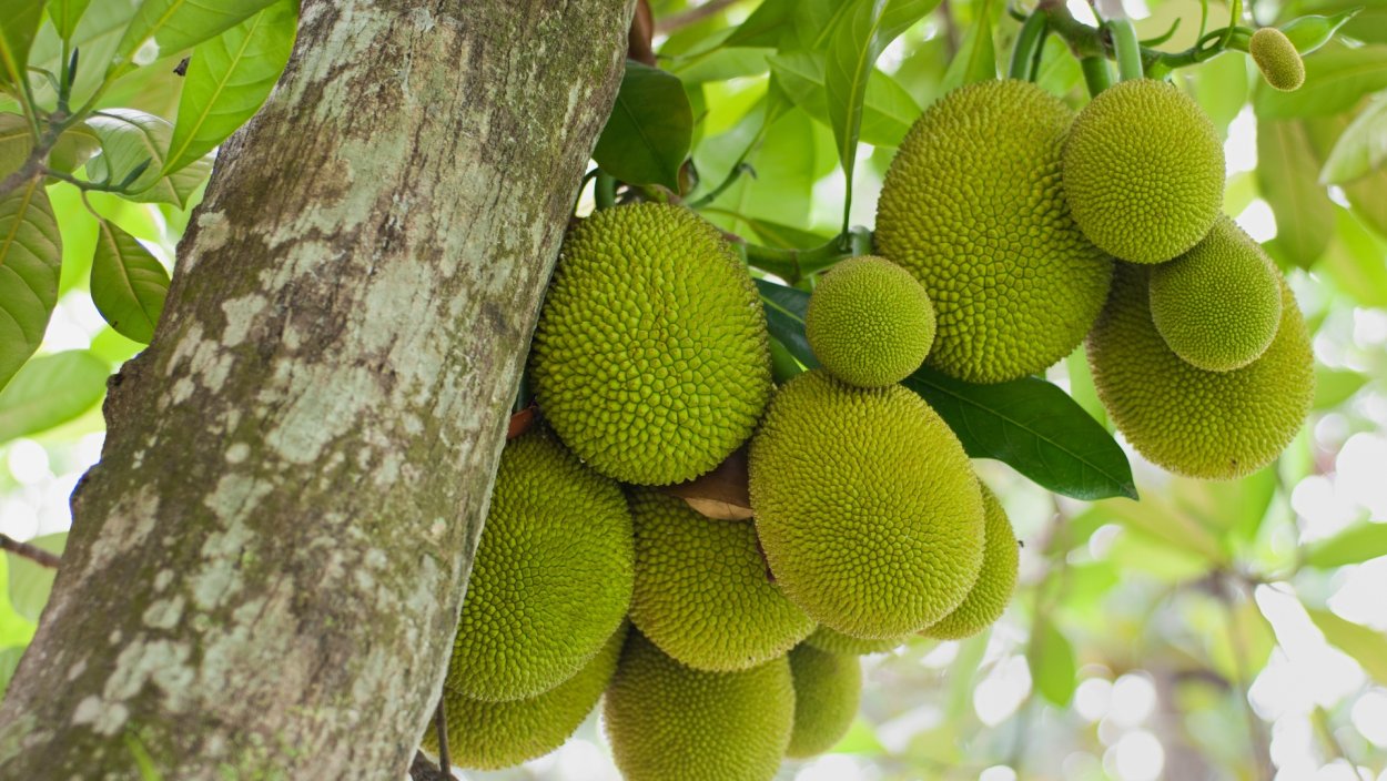 Фрукты Вьетнам джекфрут