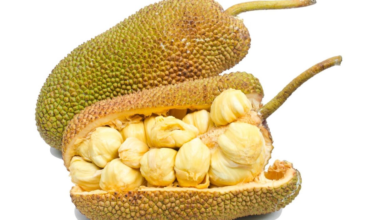 Хлебное дерево джекфрут