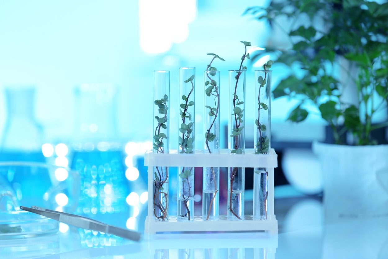 Красивые пробирки с растениями