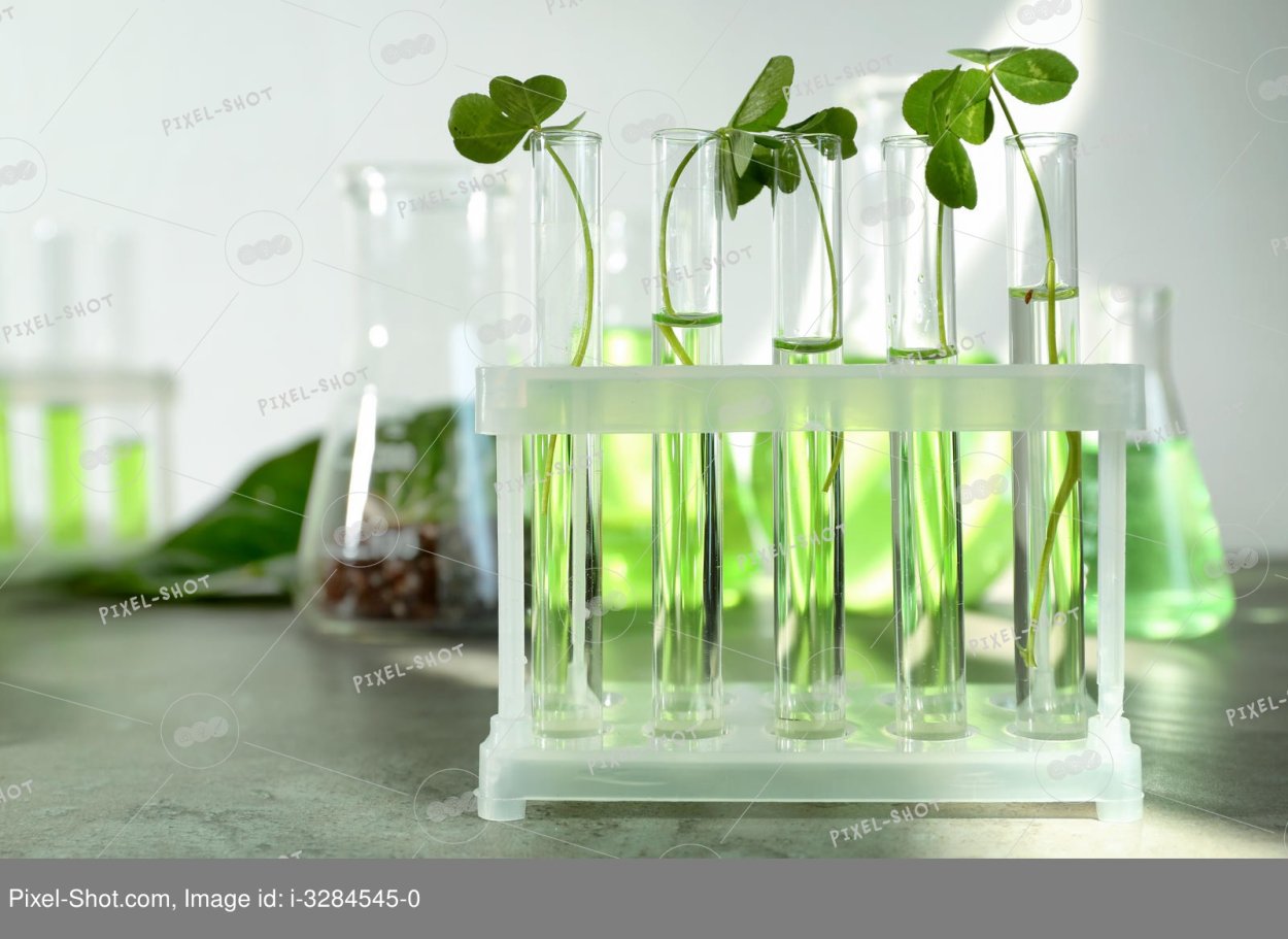 Растения в пробирках