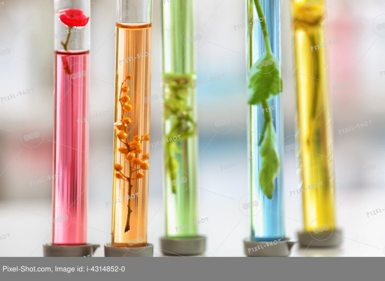 Красивые пробирки с растениями