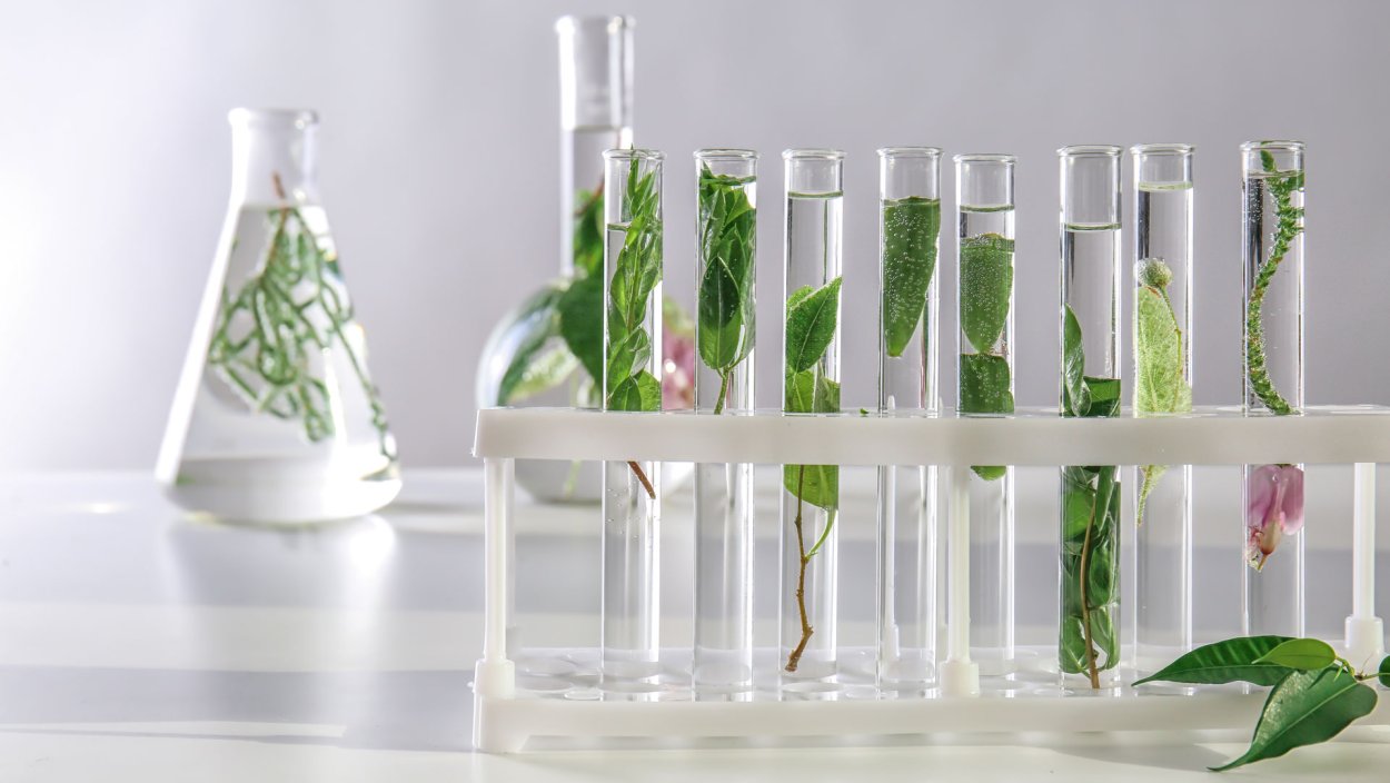 Колба растение