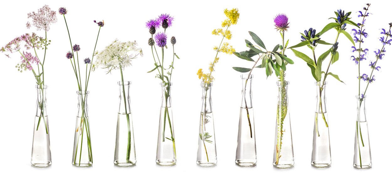 Растение в пробирке косметика на белом фоне