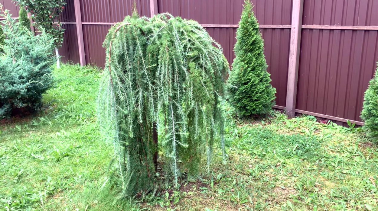 Лиственница Маршлинса