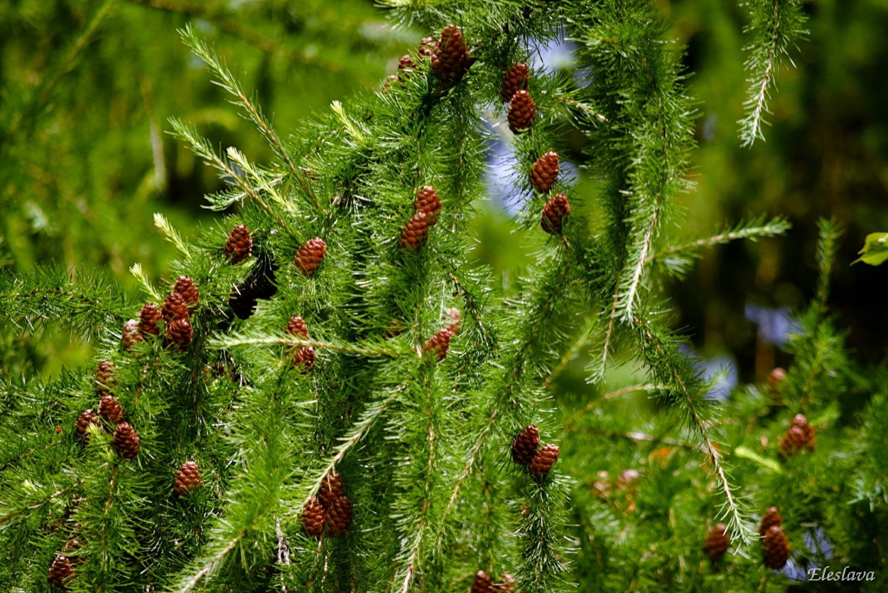 Лиственница японская Larix kaempferi