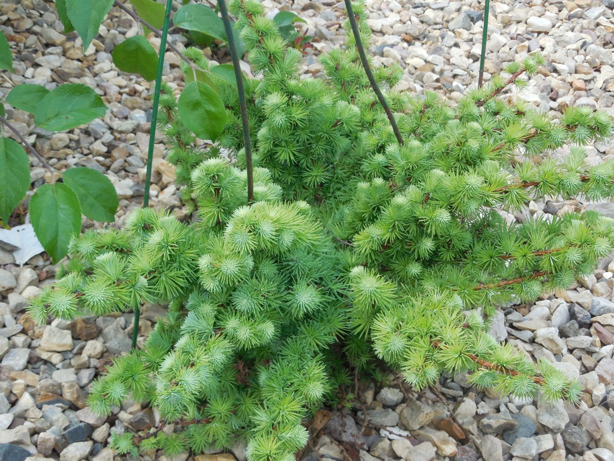 Лиственница Кемпфера Стиф Випер