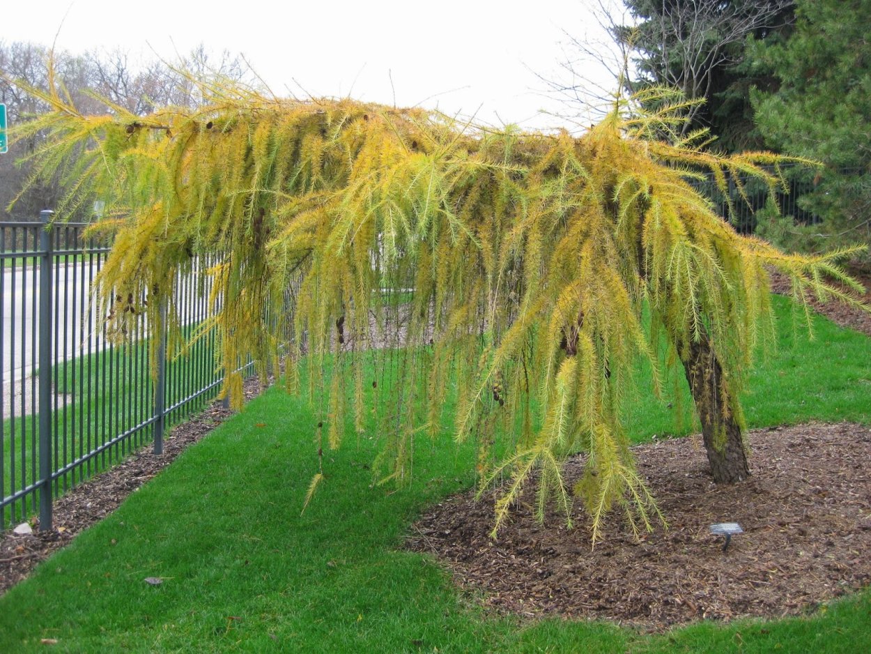 Лиственница Кемпфера Пендула