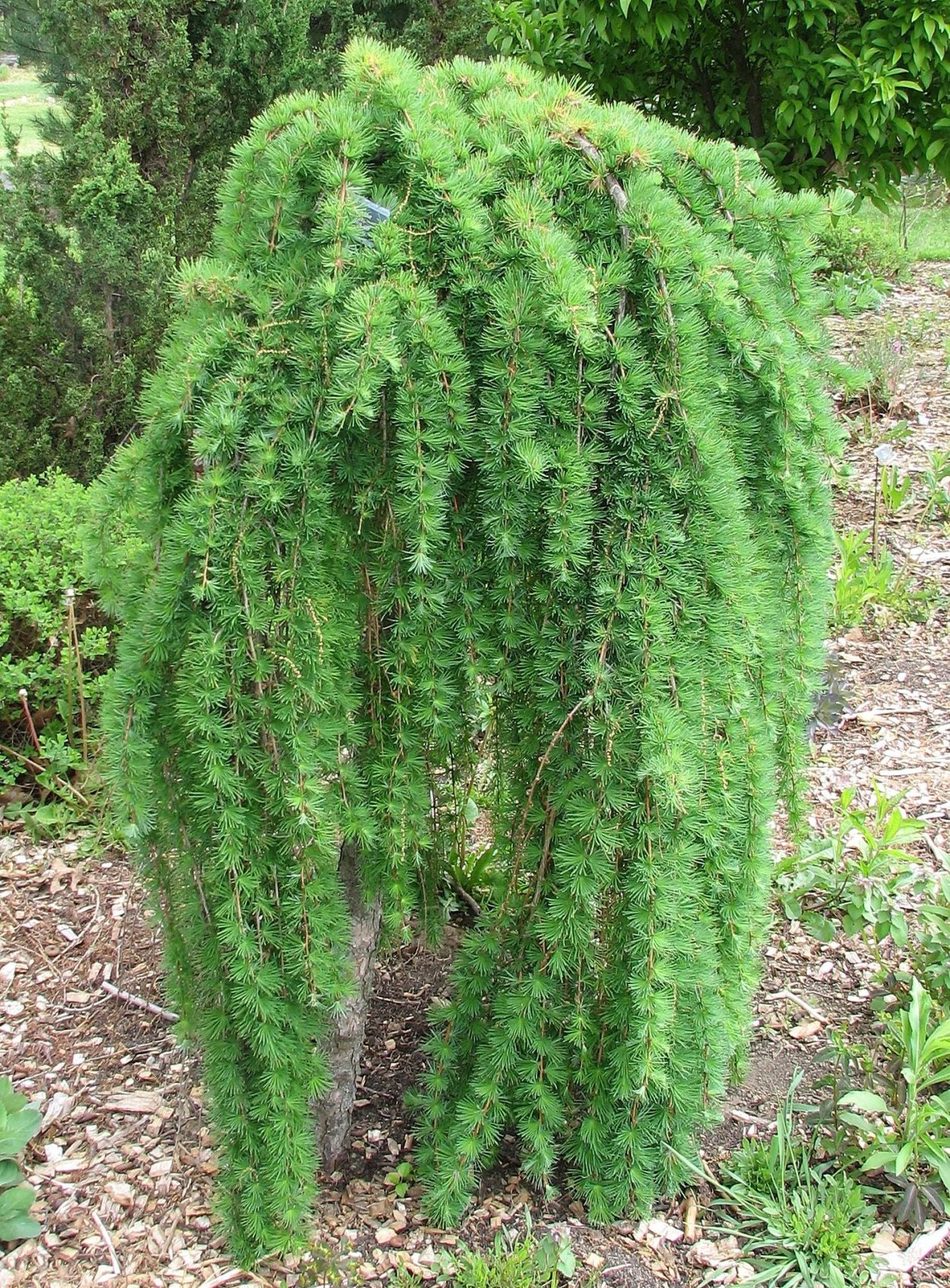 Лиственница Кемпфера Стифф Випер