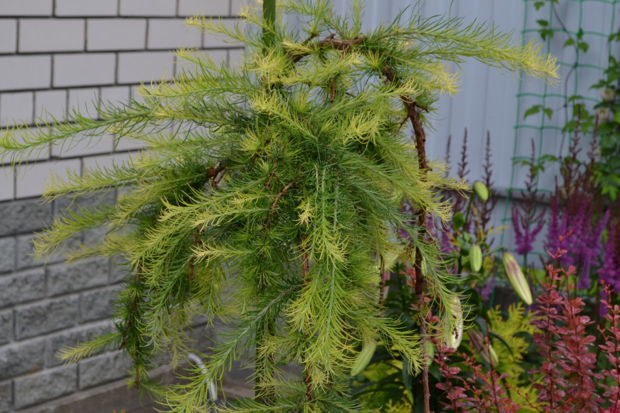 Лиственница японская Вольтердинген