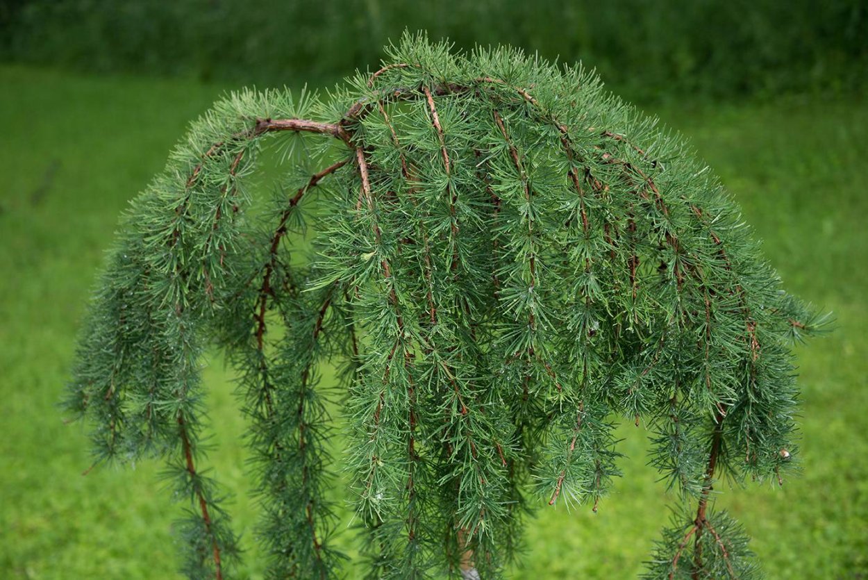 Лиственница японская Larix Leptolepis