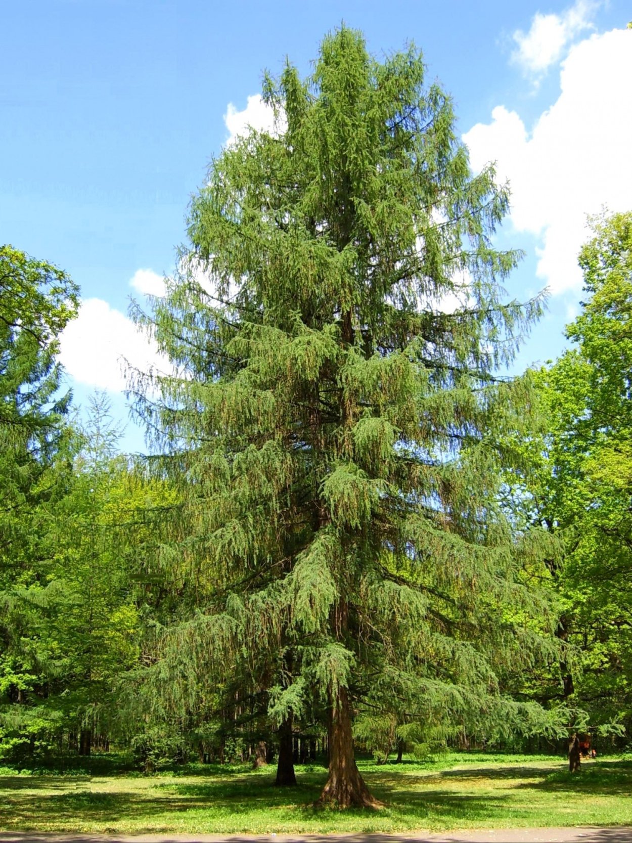 Лиственница Сибирская Larix sibirica