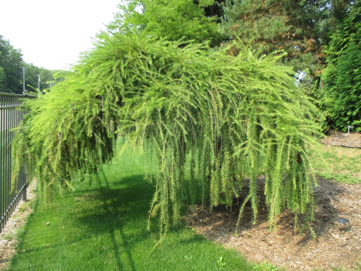 Лиственница Маргилинда