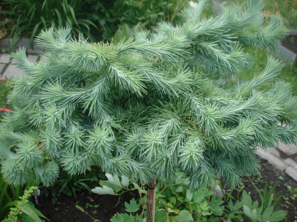 Лиственница Хорстманн рекурвед