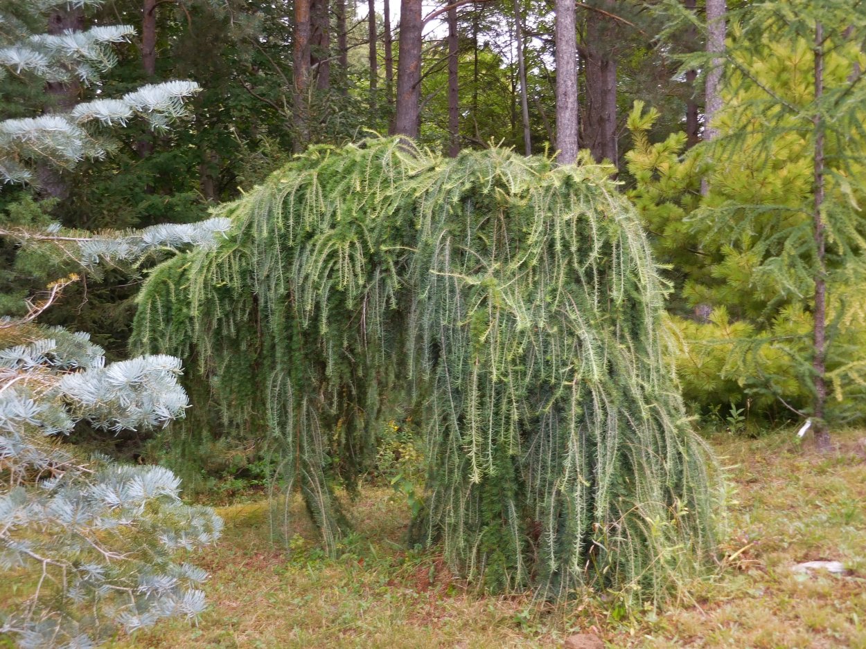 Сеянцы лиственницы сибирской