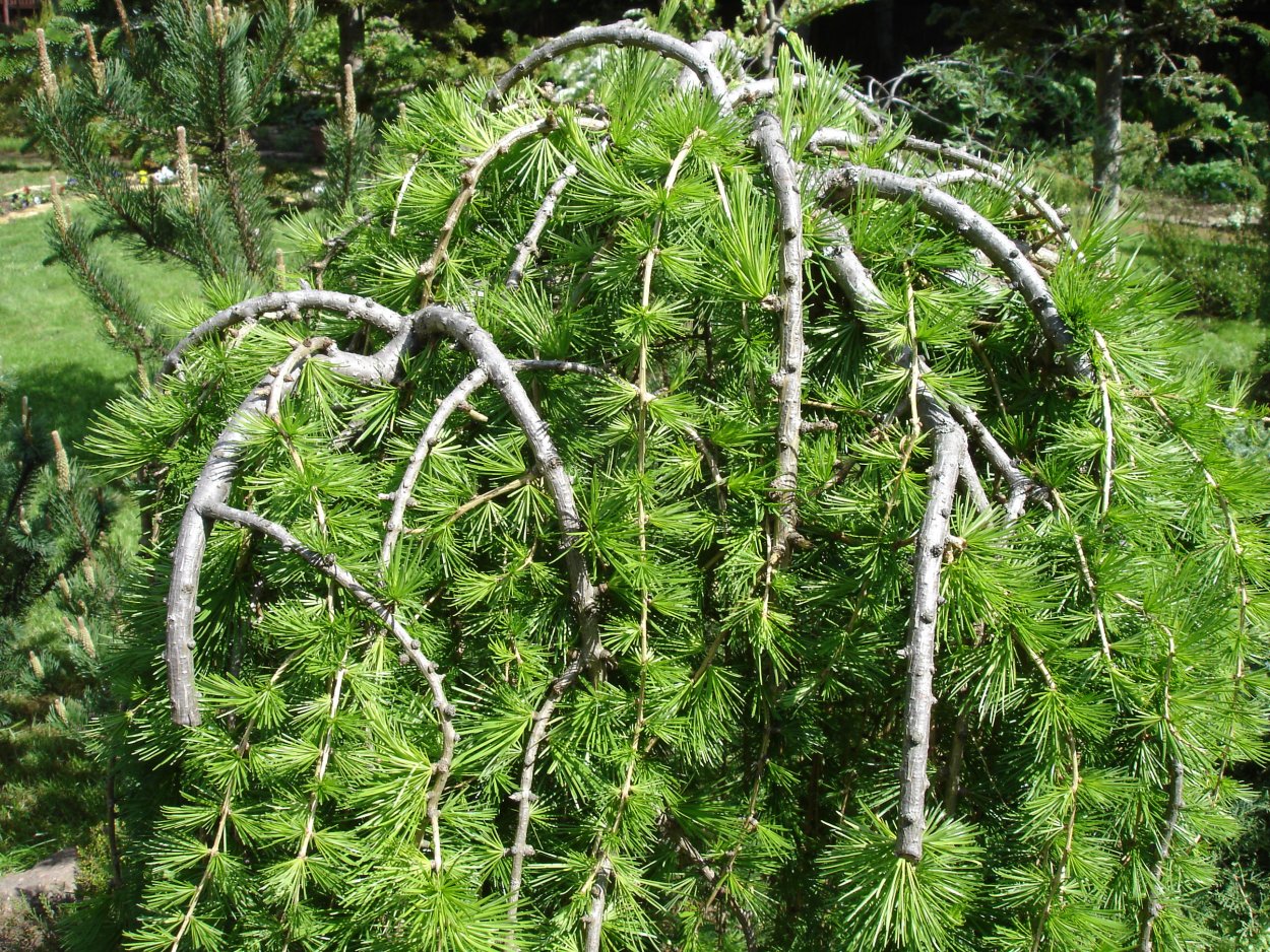 Лиственница Larix decidua