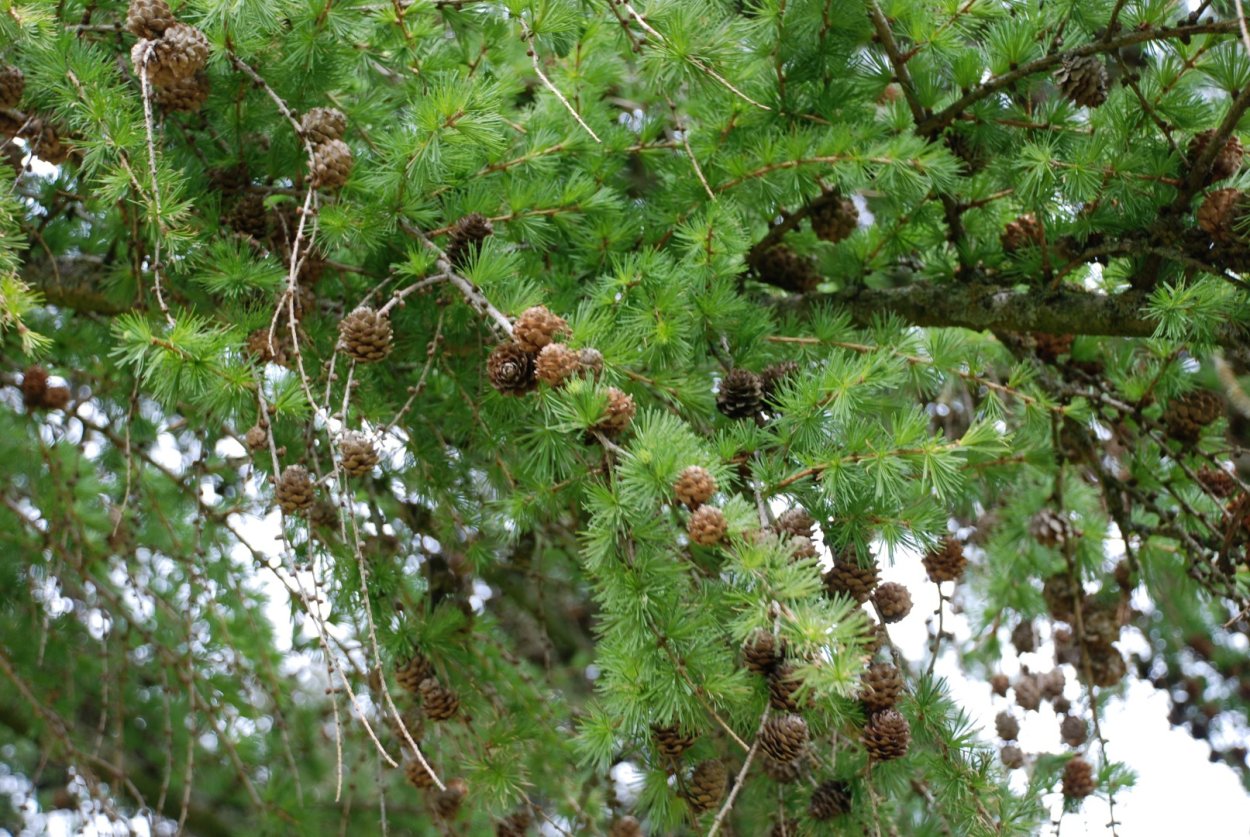 Лиственница Larix kaempferi