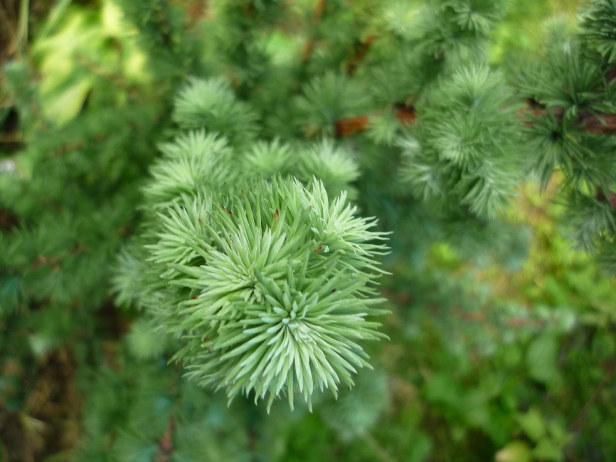 Лиственница тонкочешуйчатая Larix kaempferi