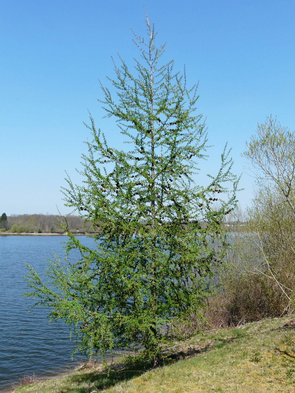 Лиственница Крейчи Ларикс