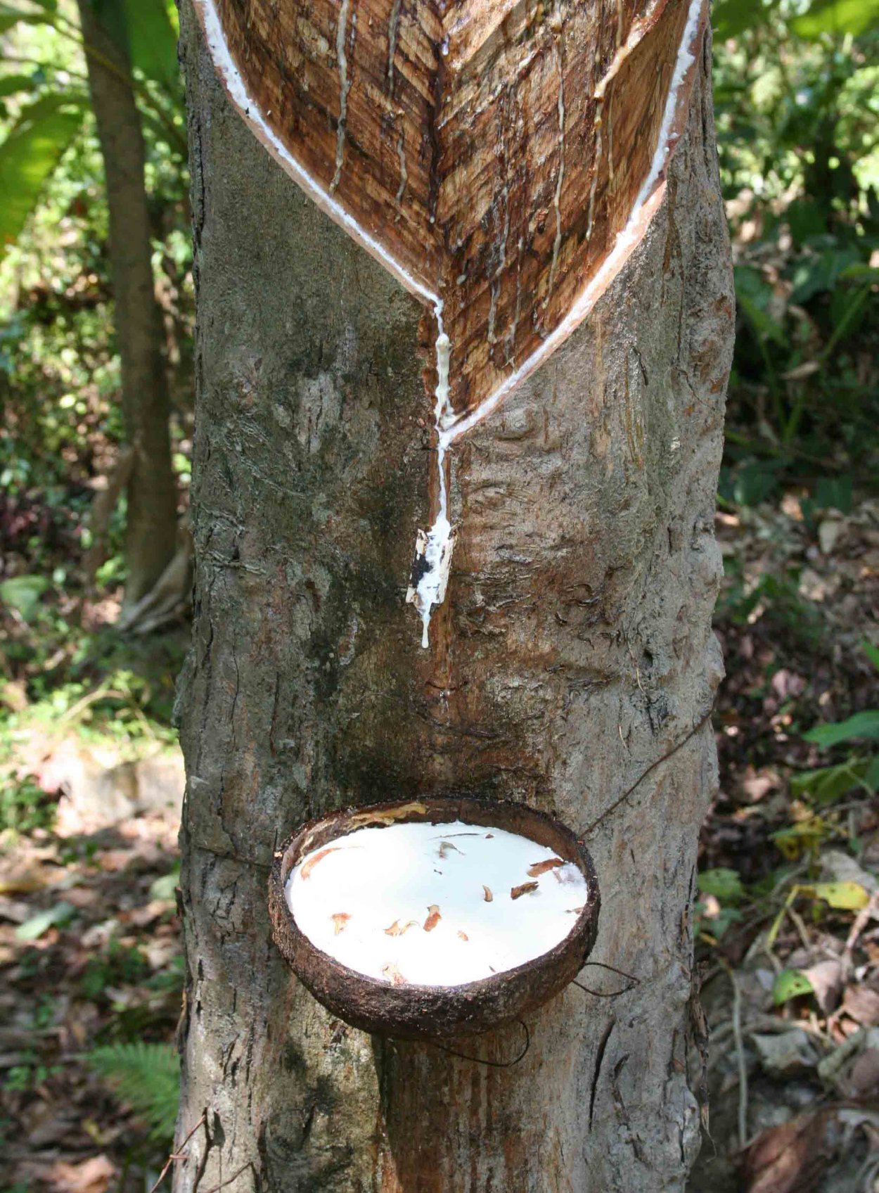 Гевея Южная Америка