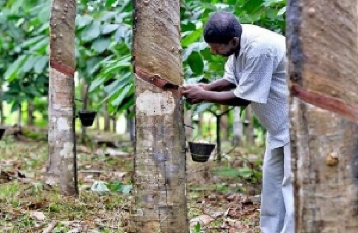 Гевея бразильская дерево