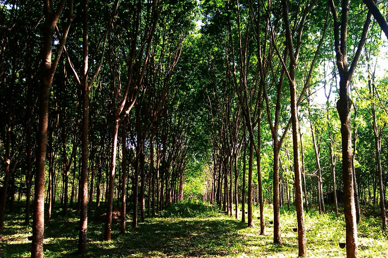 Каучуковое дерево древесина