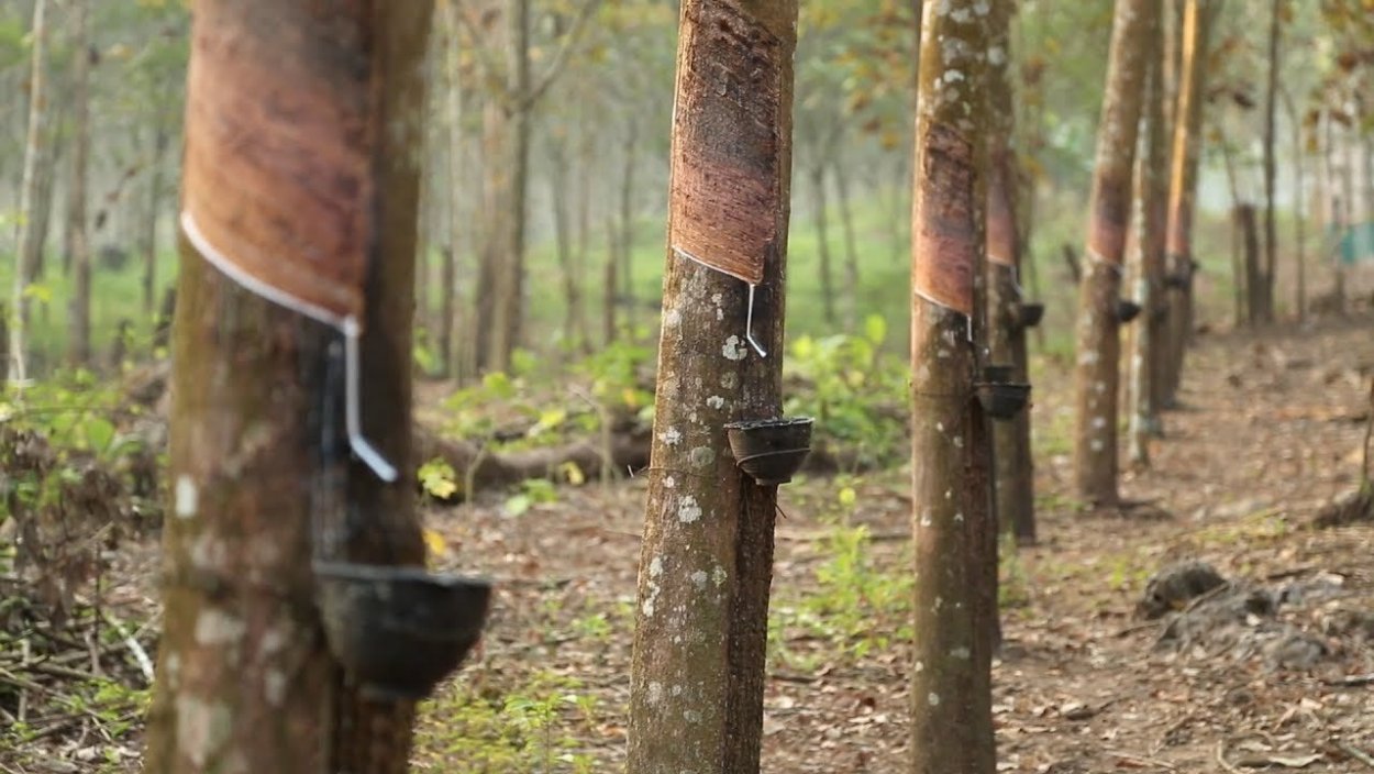 Сок гевеи каучук