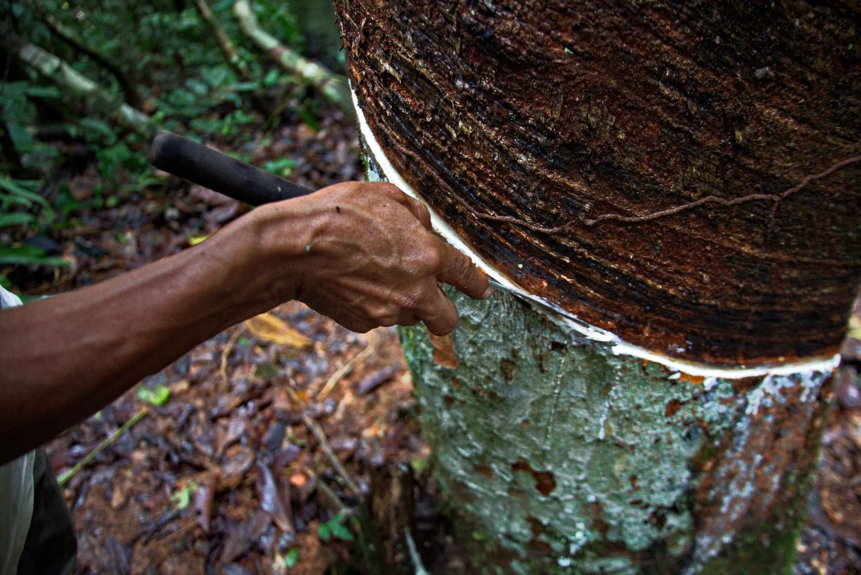 Гевея бразильская цветет весной
