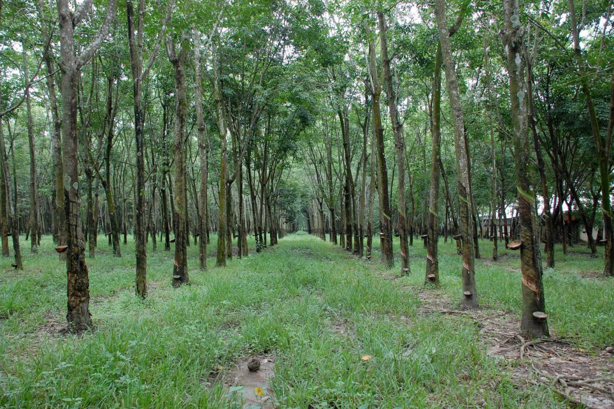 Природный каучук гевея