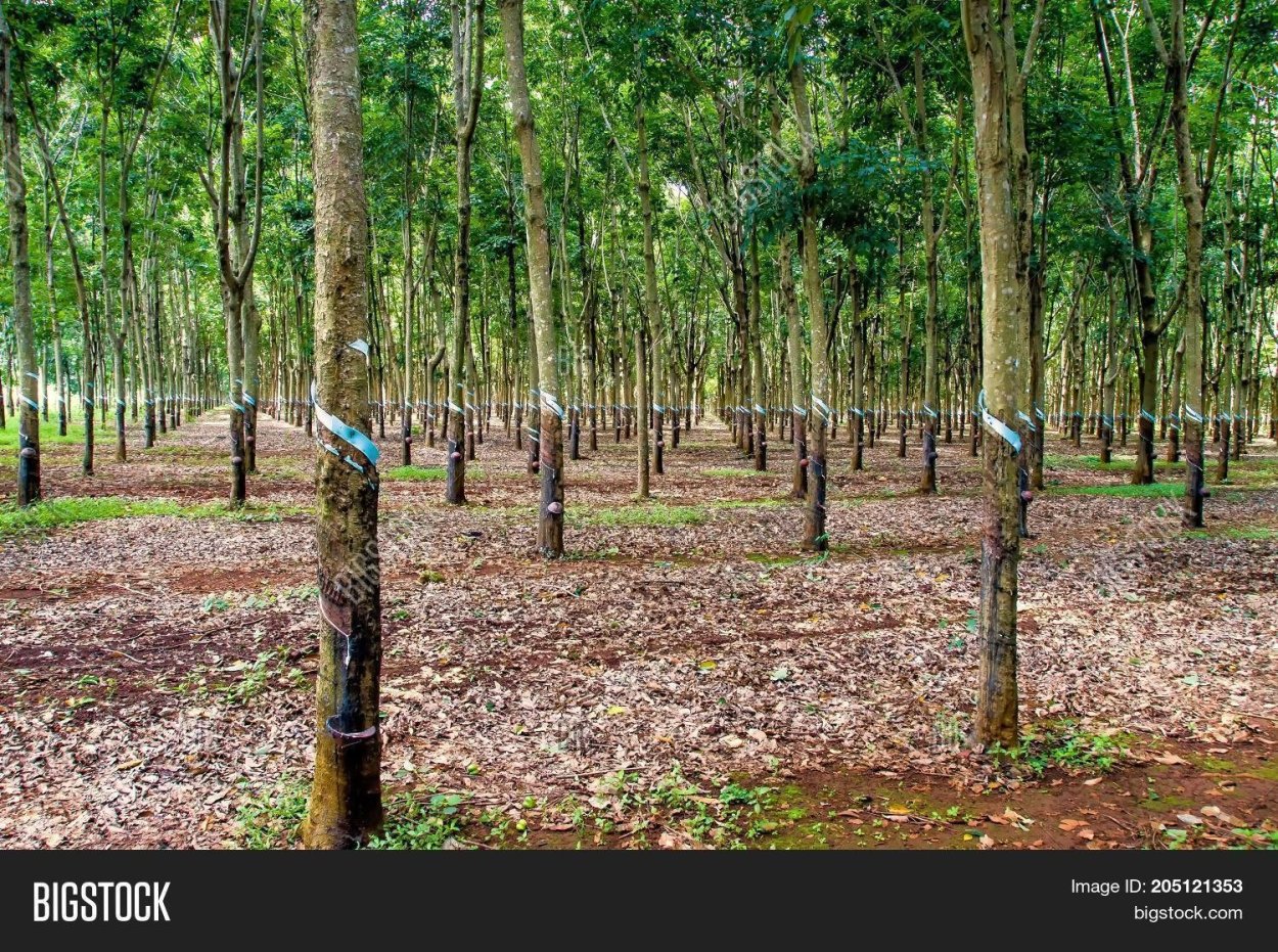 Каучуковое дерево латекс