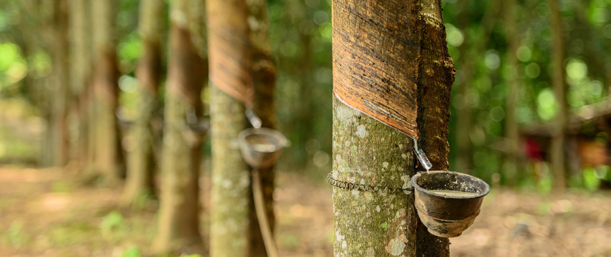 Гевея Юго-Восточной Азии