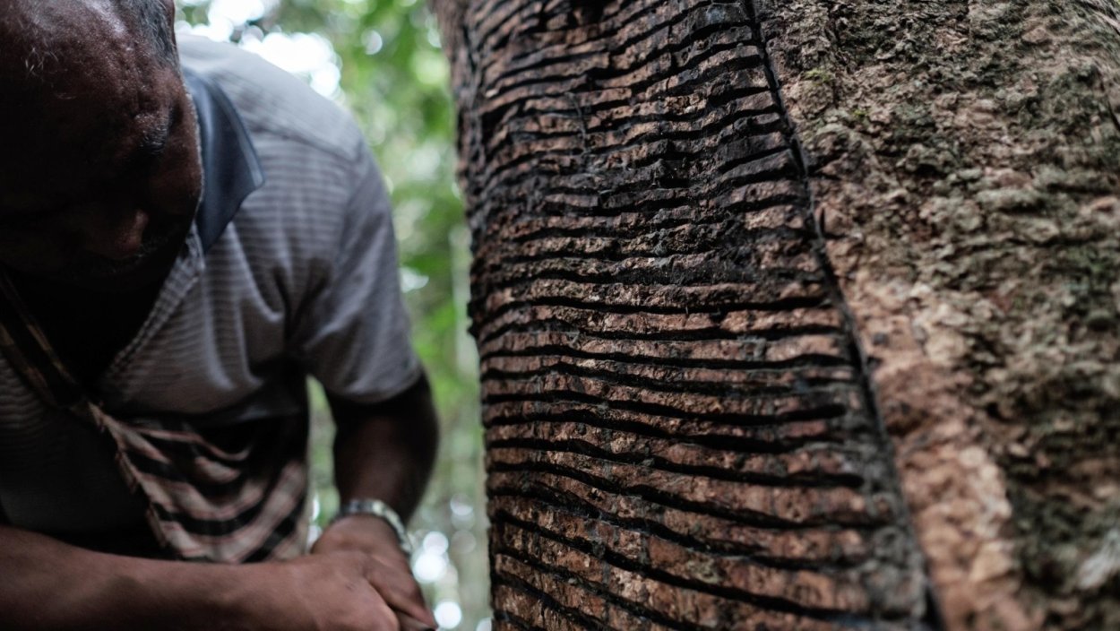 Каучуковые деревья в Мексике