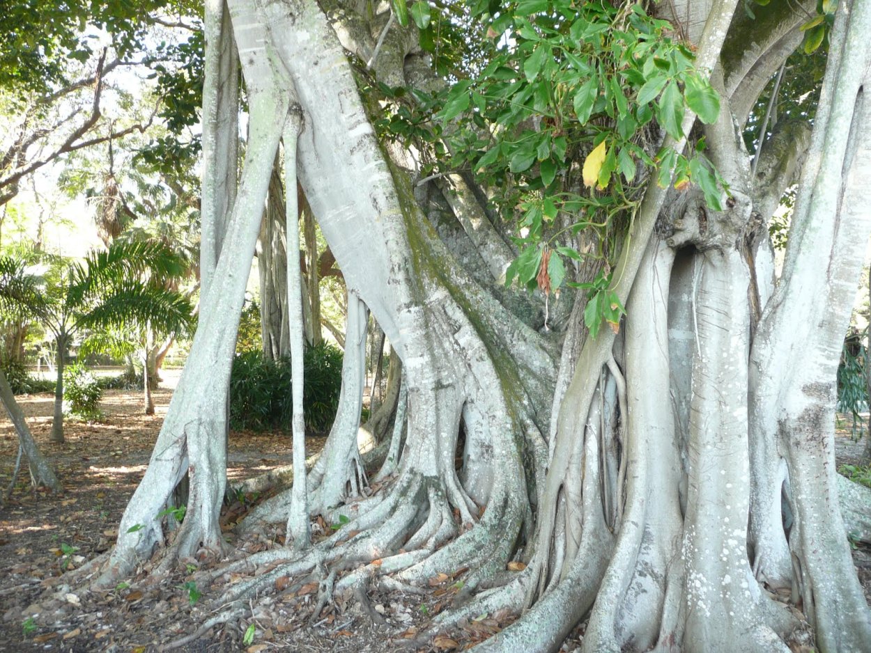 Гевея в Бразилии