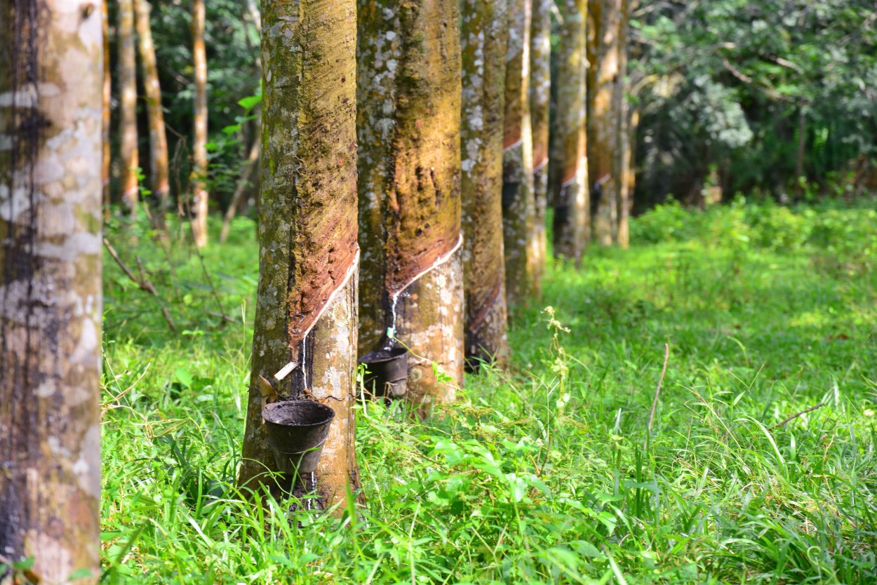 Гевея бразильская каучук