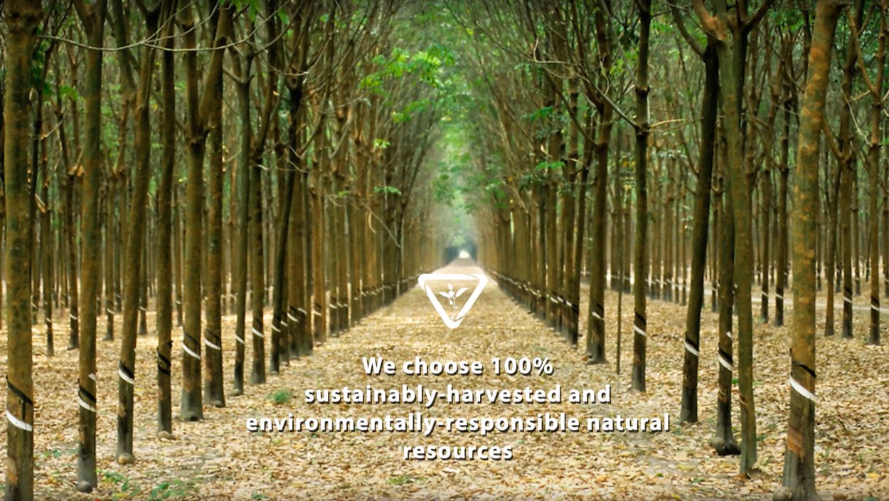 Пальма гевея